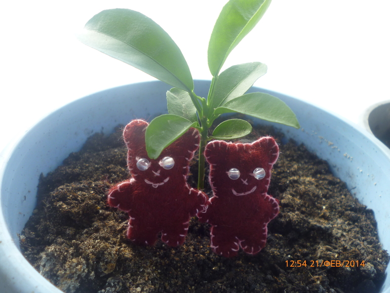 резиночки или браслетики