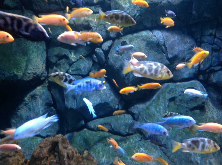 Океанариум в ТЦ Рио на Дмитровке