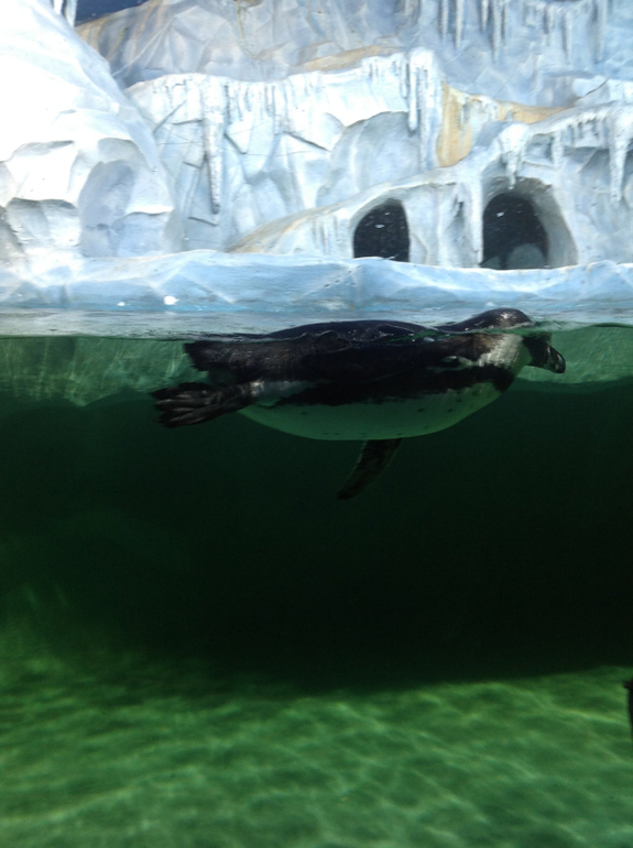 Океанариум в ТЦ Рио на Дмитровке
