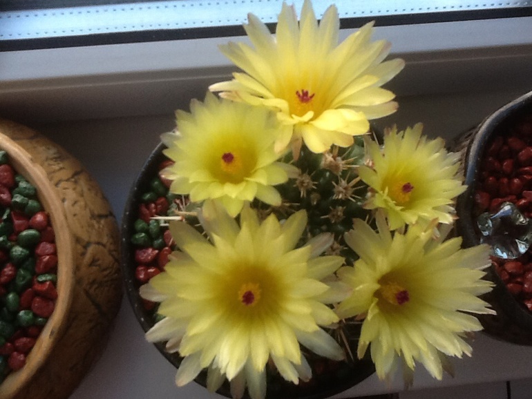 Один зацвел!:)