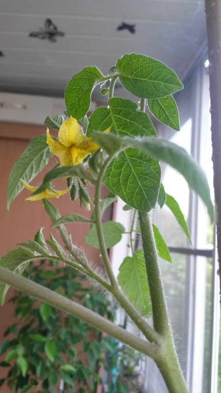 Опять я со своими помидорами))))