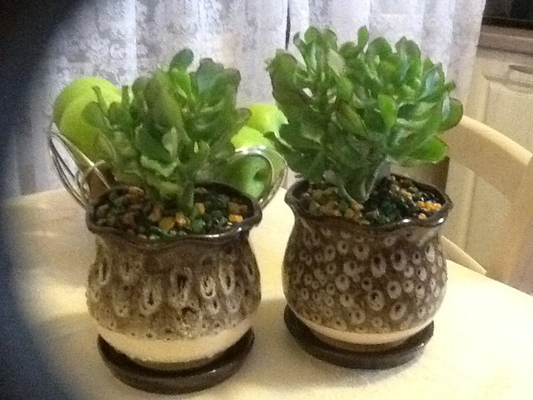 Мое "Дерево счастья":)