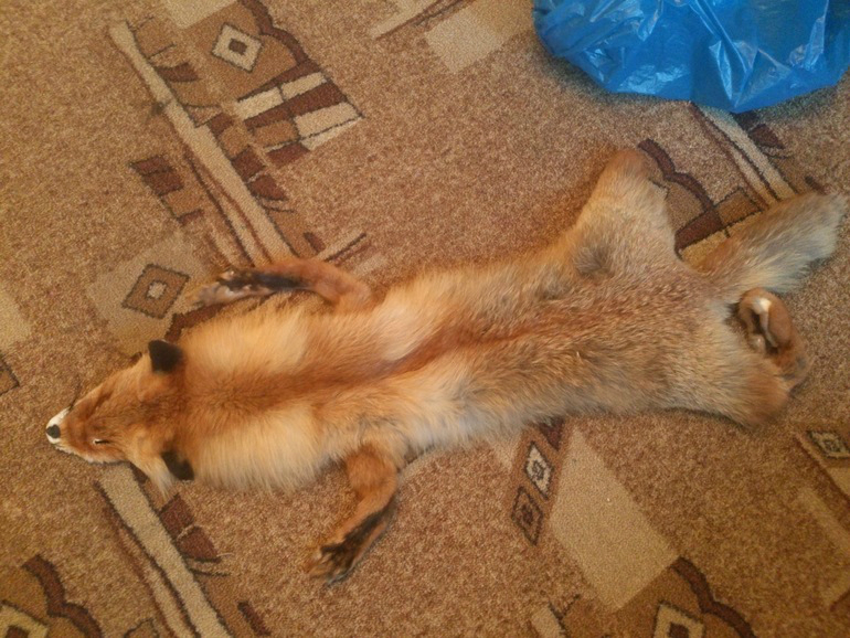 шкура лисы большая