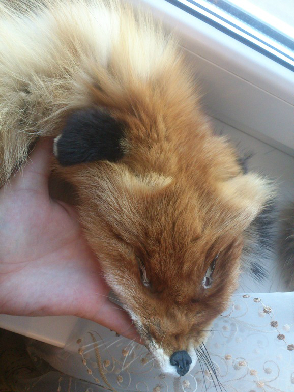 шкура лисы большая