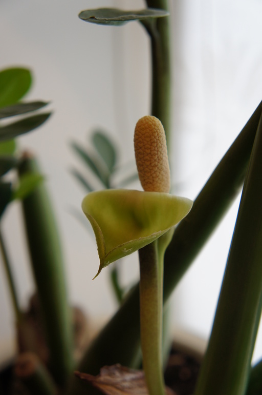 Земиокулькас