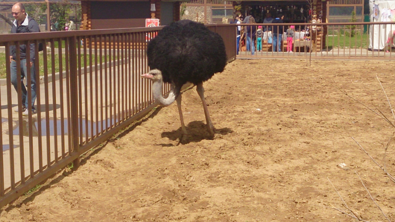 Поездка в Экзотик-парк