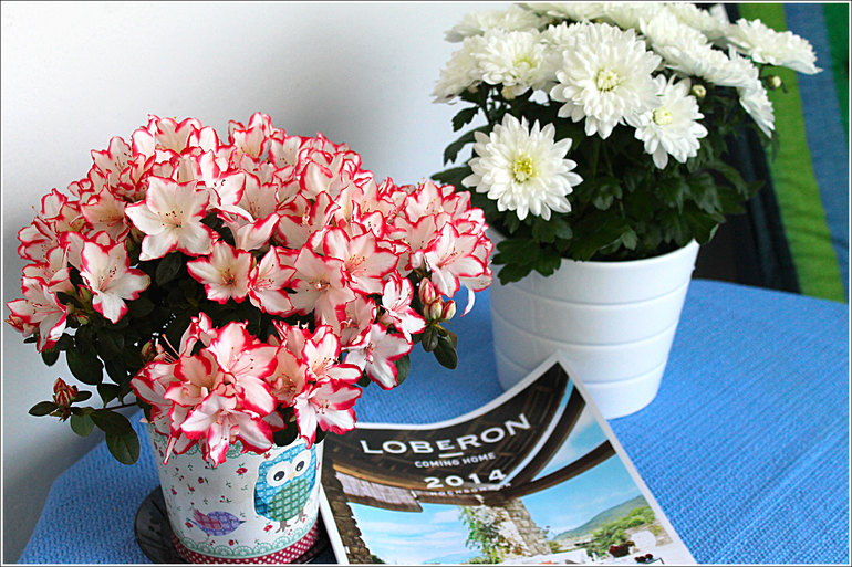 Азалия и кое-что ещё...