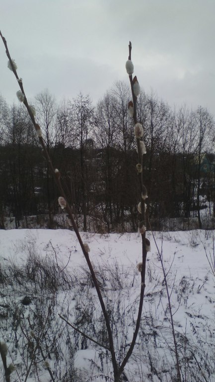 весенняя прогулка в январе)))