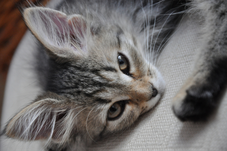 Василиса 20 июня 2014