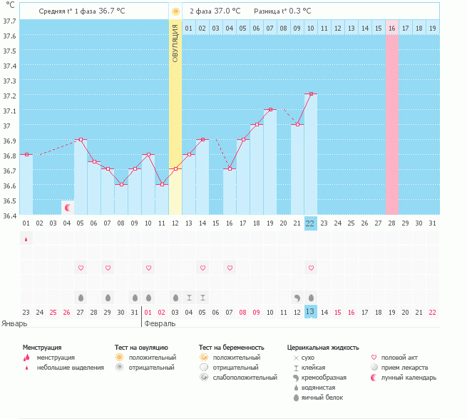 мой график. возможна ли двойная овуляция??