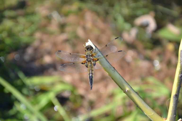 Шашлык с сухим маринадом.
