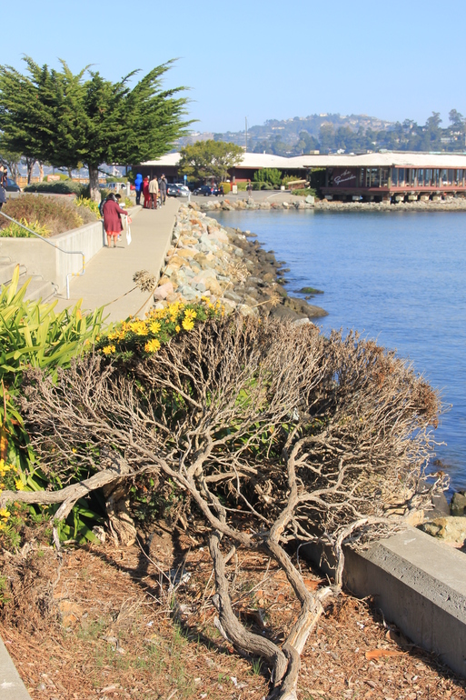 "Моя Америка" Саусалито.