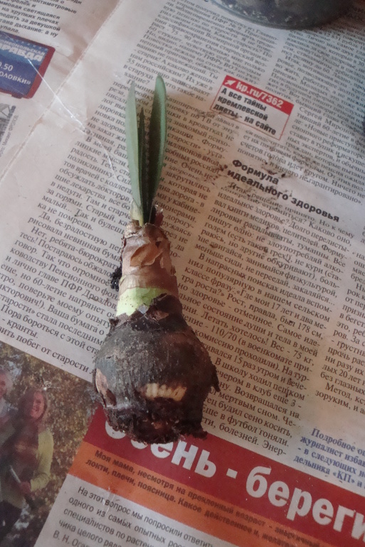 Что с гиппиком?