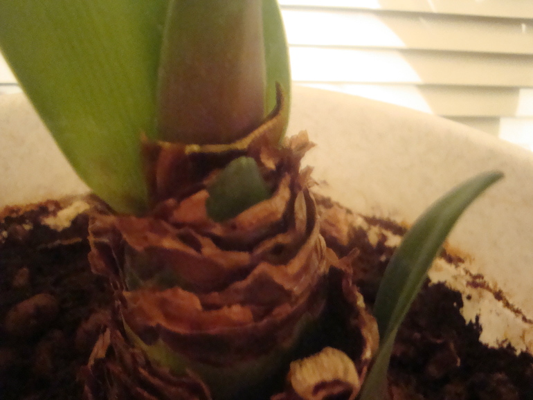 Цветение гиппеаструма.