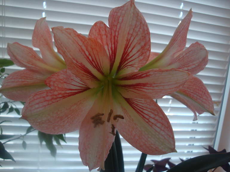 Цветение гиппеаструма.