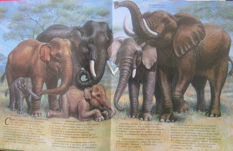 Книги в полтора года