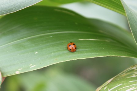 ТН "Насекомые"