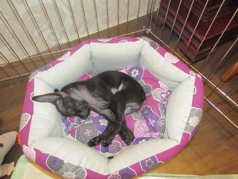 Мои тойчики :)