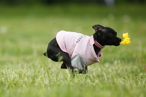 Мои тойчики :)