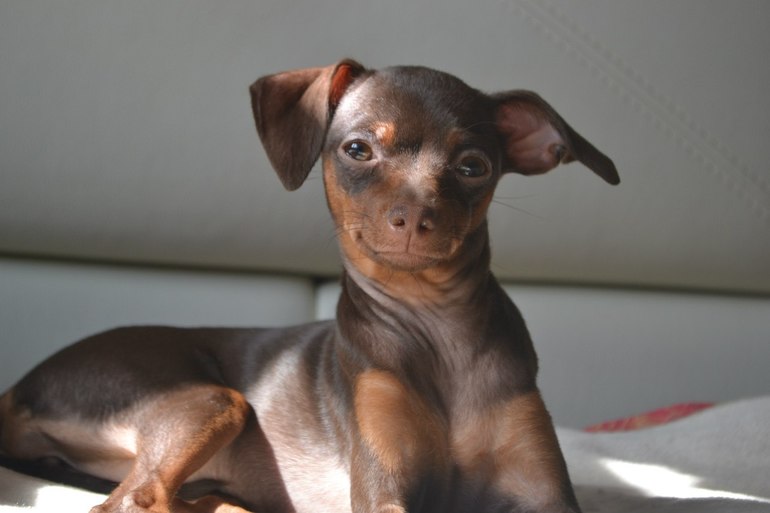 Мои тойчики :)