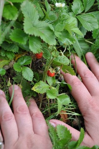 Лето в деревне Старая Слобода))))!!