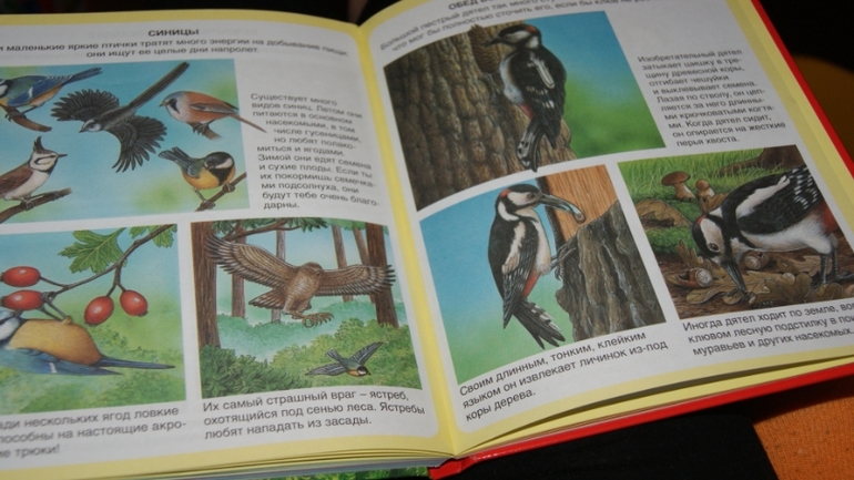 ТН Птицы. День 3,4,5