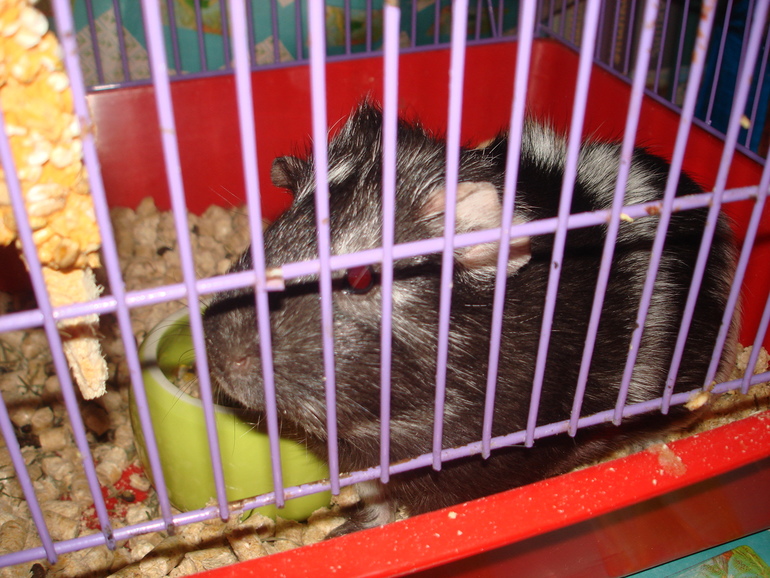 Вот он-моя лапочка!!!!