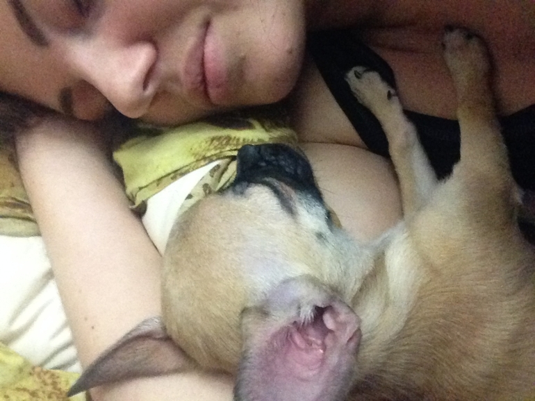 Продается малышка чихуахуа 4 месяца