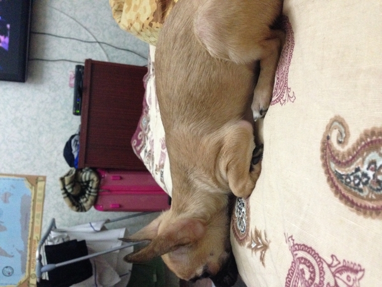 Продается малышка чихуахуа 4 месяца