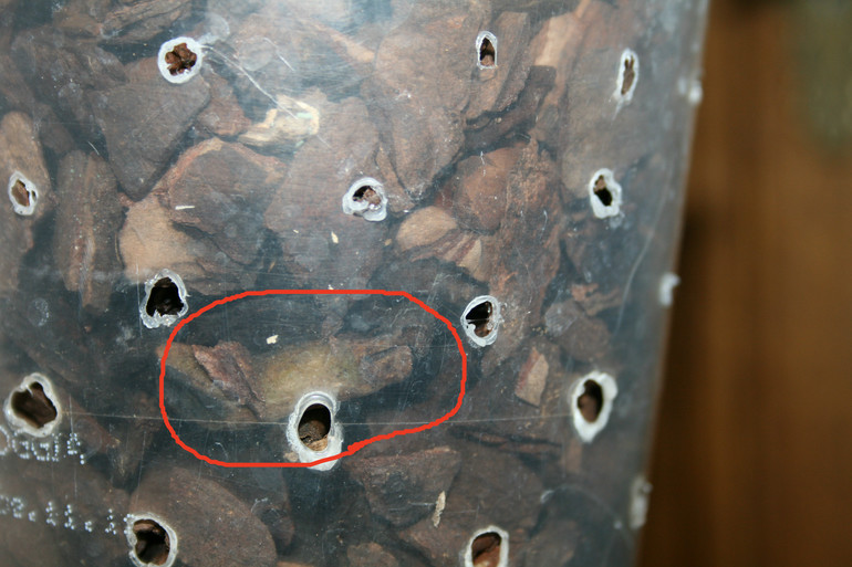 SOS! Помогите спасти орхидейку!