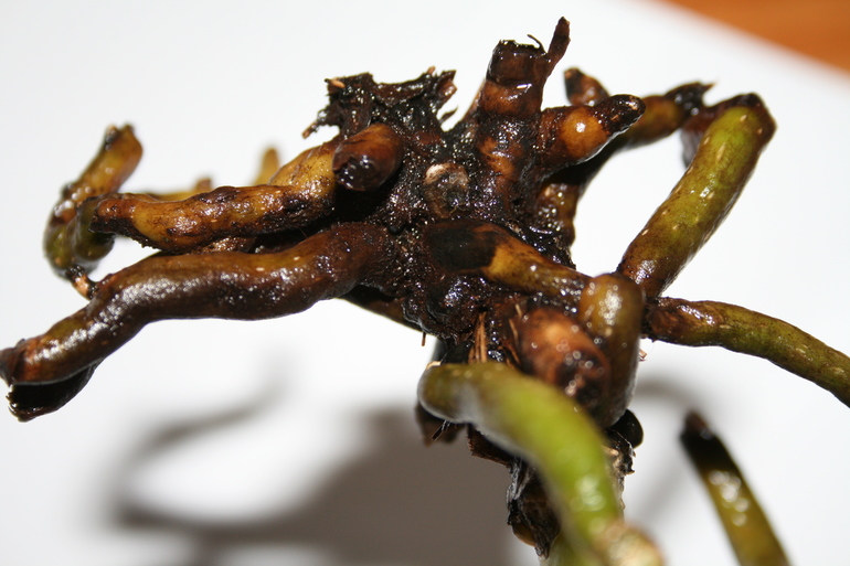 SOS! Помогите спасти орхидейку!