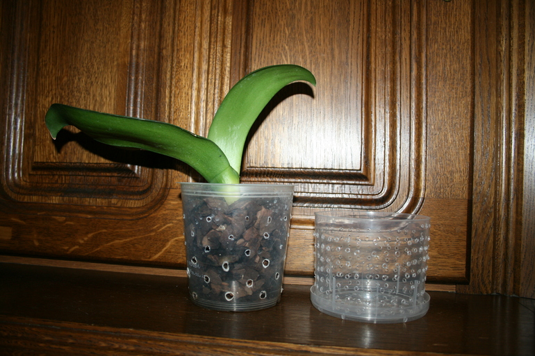 SOS! Помогите спасти орхидейку!