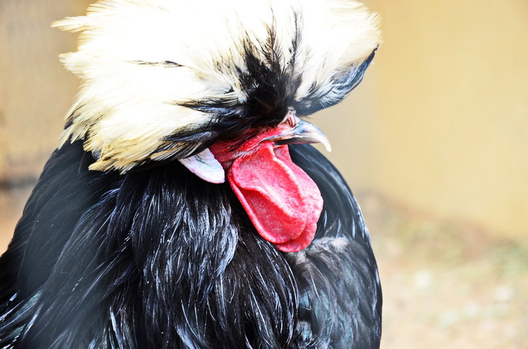 ВОРОБЬИный день :)