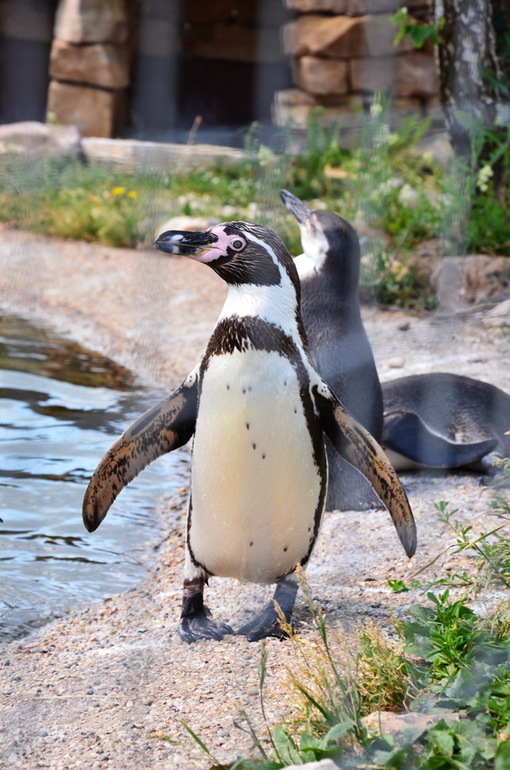 ВОРОБЬИный день :)