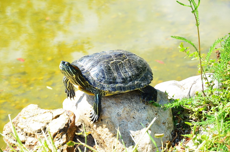 ВОРОБЬИный день :)