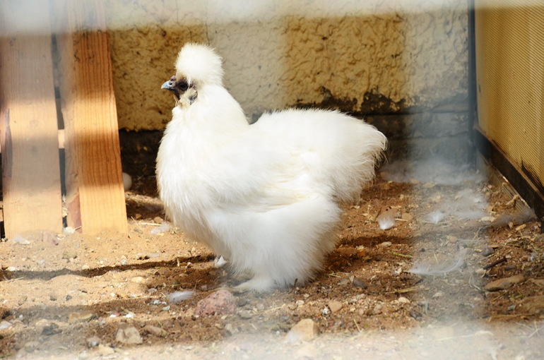 ВОРОБЬИный день :)