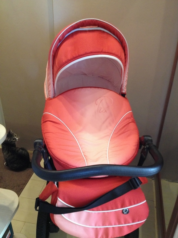 Продаю свою любимицу, красавицу Tutis Zippy Pia цвет Rubin.