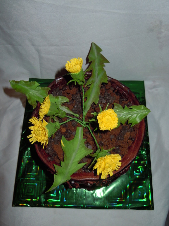 Одуванчики в горшочке