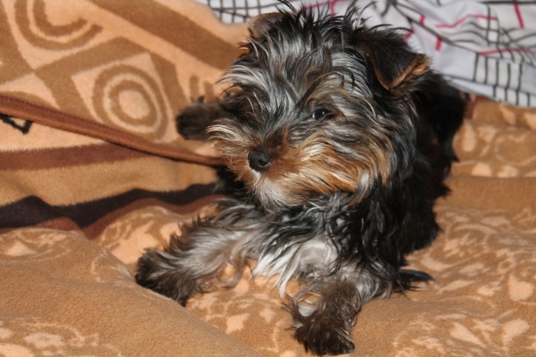 Наш зефирка