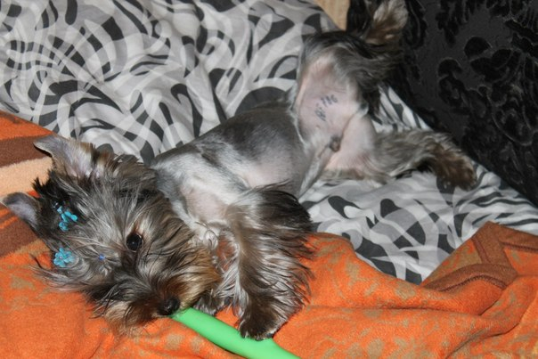 Зефиркины фотки после стрижки