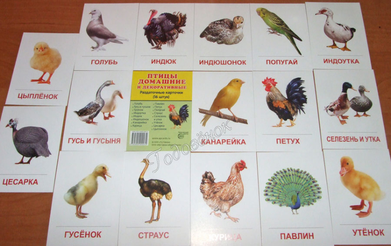 Животные На Предметные Карточки