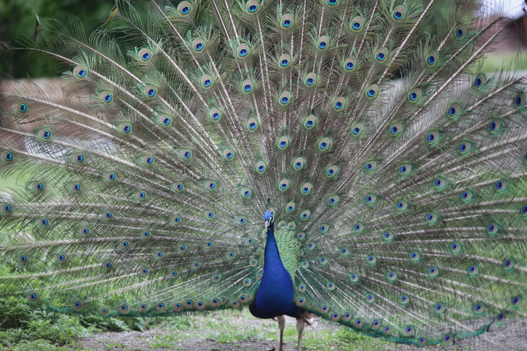 Волшебные Гагры