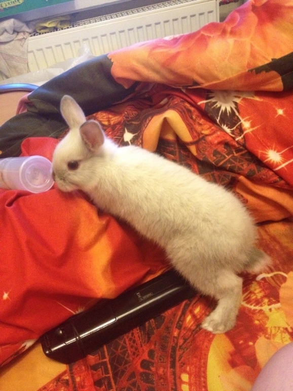 Крольчонок по имени Маффин )