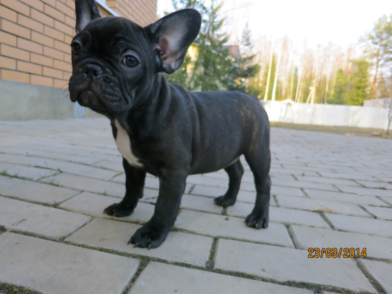 Девочки французского бульдога