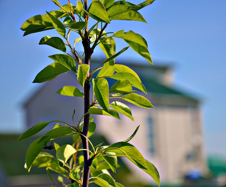 Зачем строить дом??? (с фото)