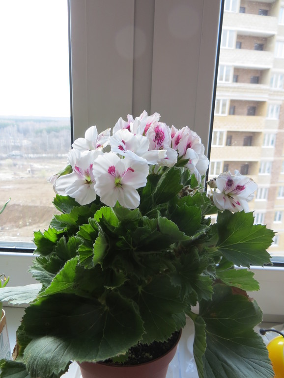 Отдам черенки пеларгонии!!! срочно!!!!