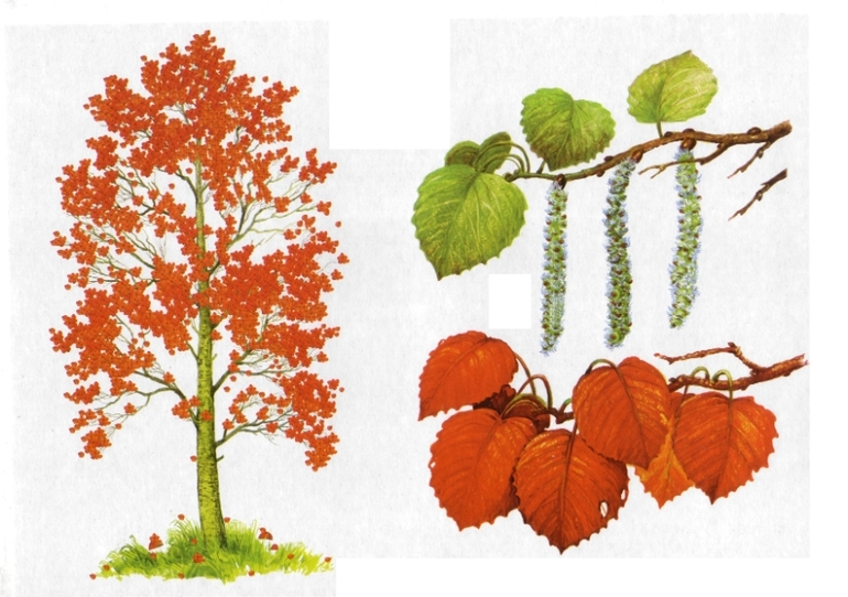 Осина дерево для детей