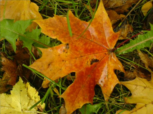 Как по листьям узнать деревья?