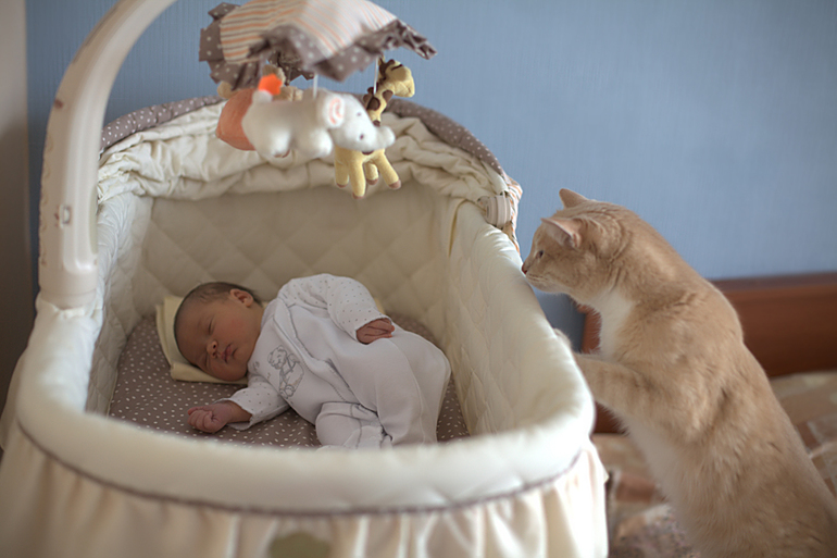 Мои любимые хвостики