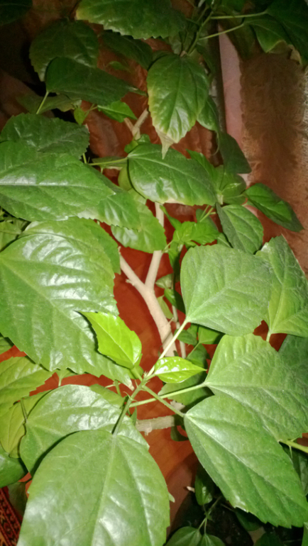 Что с моим гибискусом?